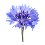 Cornflower