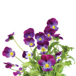 Wild pansy extract